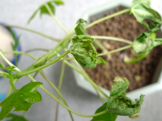 dn20090409 dn20090409