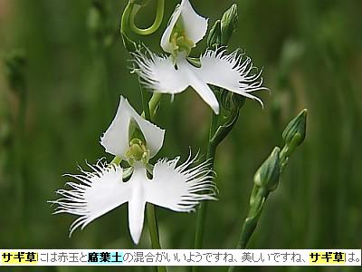 フロード→腐葉土。写真はサギ草だ