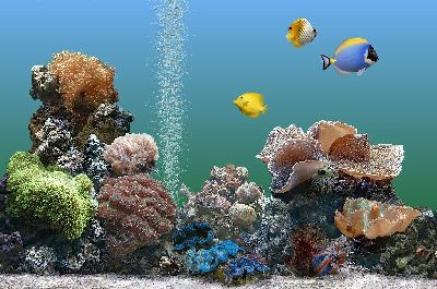 熱帯魚